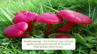 Waxcaps of Wales