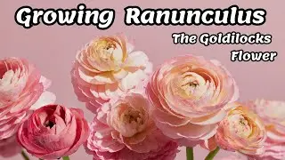 Growing Ranunculus - The Goldilocks Flower