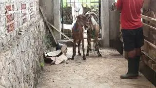 Top Meeting The Big Young Anglo Goat - Big Boy Goat at Farm