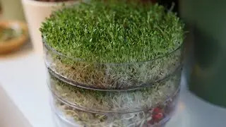 Die Anzucht von Alfalfa-Sprossen im Sprossenturm