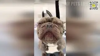 🤪😂 Funny Cats and Dogs Compilation That Will Brighten Your Day! 😸🐶