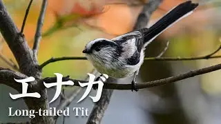 エナガの鳴き声｜野鳥のさえずり｜野鳥情報局