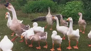 Geese Calling for Food in the Peaceful Countryside. 🦢🌿