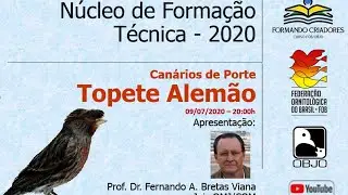 Canário de Porte TOPETE ALEMÃO