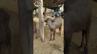 Buffalo Calf Sound #buffalosound, #animalvoice, #cowsoundshorts, #shortvideosusa, #calfsound,