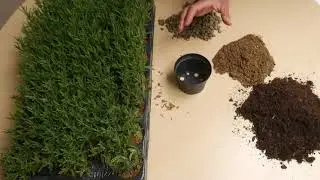 How to Plant our Lavender Hidcote Plug Plants: Top Tips!! - Lavender World