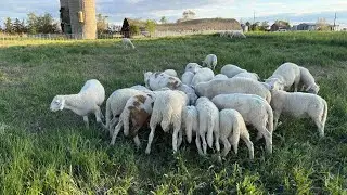What Minerals Do Sheep Need?