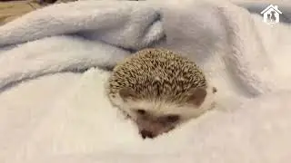 Hedgehog 🦔🦔🦔🦔🦔 #shorts #hedgehog #stickyHedgehog #cutehedgehogs #hedgehoglove