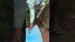 Summer Cucumber Magic ✨ദിവസവും ചാക്കിൽ നിറയെ വെള്ളരി