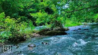 RELAXING WATER & FOREST SOUNDS – ASMR LIVE NATURE