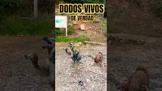 🤩&iexcl;&iexcl;Encuentro DODOS VIVOS!! 🦤 #short #shorts #shortsvideo