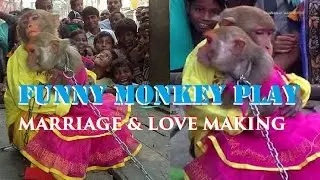 Funny Monkey Play in India, Funniest Monkey Marriage and Romantic Monkey Love Making