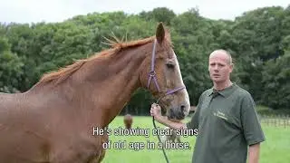 Recognize the signs of an aging horse