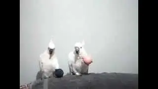 Can I eat your balls
