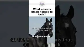 Black Horses That Fade Out In The Summer | Holistic Horseworks Talks