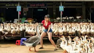 REWIND TIMELAPSE --988 Days Raising Many Giant Turkeys And Geese, Sell Many Turkeys And Geese