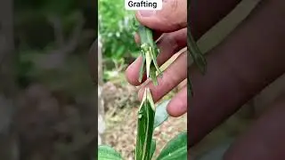 Watch This Lemon Tree Transformation in Real Time