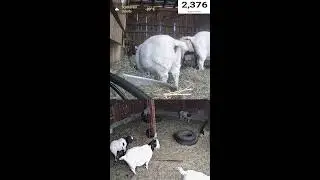 🐐 LIVE 24/7 Goat Barn | Cute Goats, Baby Goats, Relaxing Farm Stream