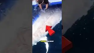 pria Kaget Tuna Besar Berenang Dibawah Kapal #shorts