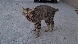 Poor cat is afraid of people because its tail is cut off.