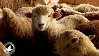 SE VIENE LA GIRA GANADERA OVINA EN PARAGUAY