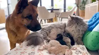 German Shepherd Meets Newborn Kittens For The First Time