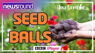How to make wildflower SEED BALLS | Newsround