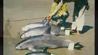 el monarca de sinaloa y chalino - pescadores de ensenada