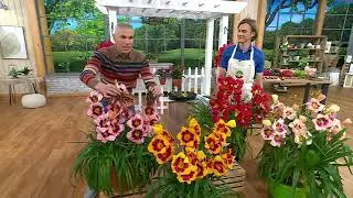Roberta's 4-pc. Repeat Performer Daylily Collection on QVC