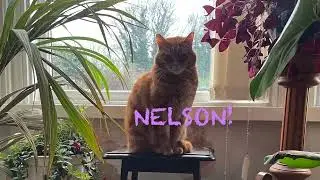 @WhatSome28 - Nelson! (Nelson!)
