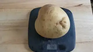 The Biggest Potato That I Have Ever Eaten