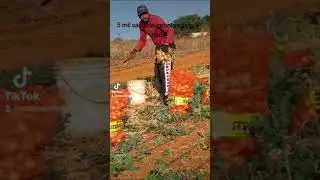 cebolas Jo&atilde;o Dourado #agroneg&oacute;cio #agro #cebolas #agricultura