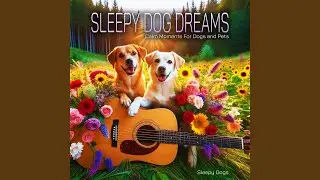 Dog Sleep Ocean Waves Paradise