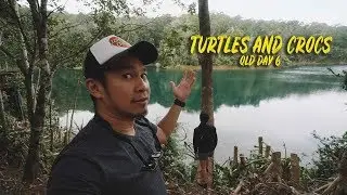 turtles and crocodiles