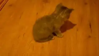 Tigerpus - The Badass pussycat