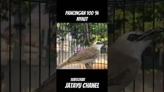 pancingan trucuk agar bunyi #shortsvideo #trucuk #birdsounds #birdsong #trucukan #burungtrucuk