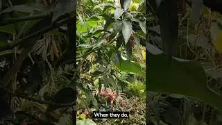 Interesting facts about the sloth