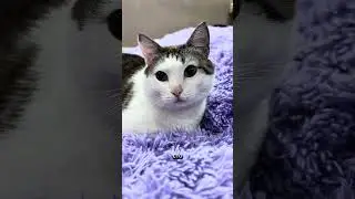 Кот - успокоитель #котя #cat #котофейка #котофей #кот #видосыоткота #котик