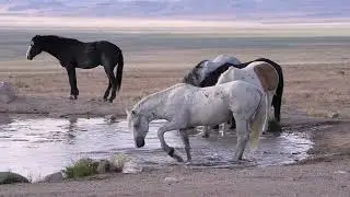 Stock Video - Wild horse splashing water at a watering hole in slow motion