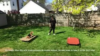 Beagle Recalling From Place Command