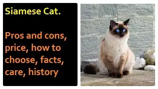 Siamese Cat. Pros and Cons, Price, How to choose, Facts, Care, History