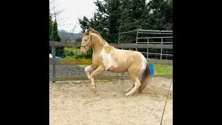 Missouri Fox Trotter - Bojangles - Advice - Gaited Horse Training