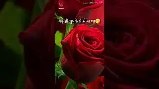 Happy Rose day special 🌹🌹 7 feb rose day