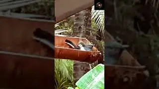 Birds Enjoying Rain #shortsfeed #shots #shorts #short #rain #birds #enjoying #ytshort #ytshortsviral