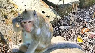 Jazzy monkey in carrying of baby on pregnancy time and feed medicine for health care. 01