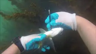 Spear Fishing The Tweed River