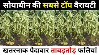 Soybean ki best variety | Soybean ki top variety | soybean ki kheti🌱soybean seeds PS 1569