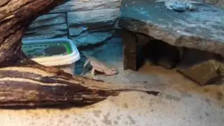 Ушастые круглоголовки пьют воду (Phrynocephalus mystaceus) drinking water