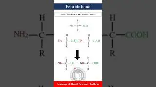 Peptide bond: bond between amino acids | Biochemistry | by Imran Yaseen