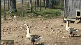 Geese on the Farm